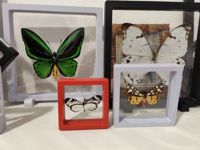 Выставка тропических бабочек и авторские мастер‑классы со скидкой до 28%