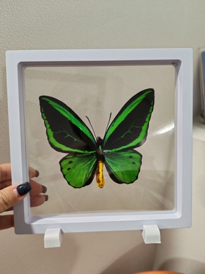 Выставка тропических бабочек и авторские мастер‑классы со скидкой до 28%