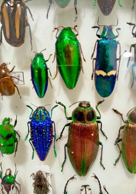 Выставка тропических бабочек и авторские мастер‑классы со скидкой до 28%