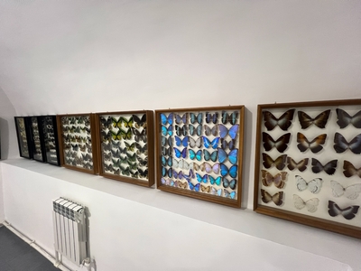 Выставка тропических бабочек и авторские мастер‑классы со скидкой до 28%