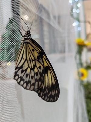 Выставка тропических бабочек и авторские мастер‑классы со скидкой до 28%